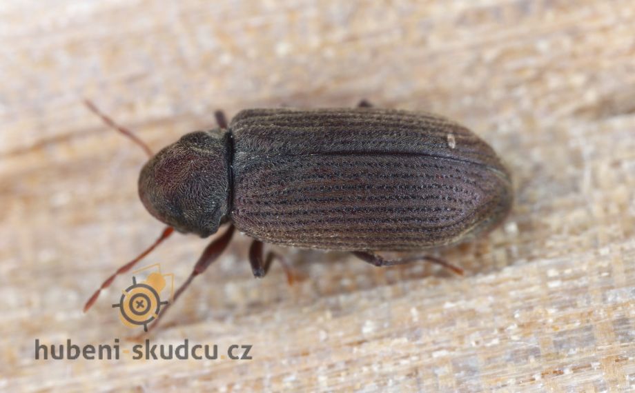 dřevokazný hmyz - červotoč proužkovaný Anobium punctatum